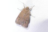 Xestia xanthographa