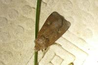 Xestia xanthographa