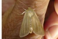 Mythimna pallens