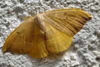 Watsonalla binaria