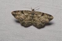 Peribatodes rhomboidaria