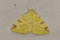 Opisthograptis luteolata