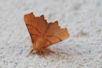 Ennomos erosaria
