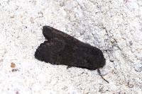 Aporophyla nigra
