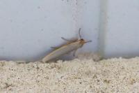 Eilema caniola