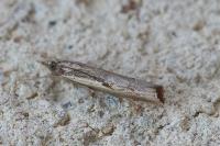 Agriphila geniculea