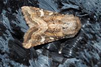 Luperina dumerilii