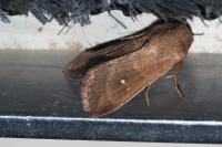 Mythimna albipuncta