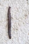Dysgonia algira