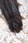 Dysgonia algira