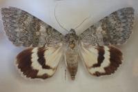 Catocala elocata