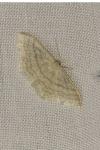 Idaea subsericeata