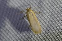 Katha depressa