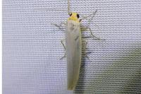 Eilema caniola