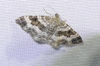 Epirrhoe alternata
