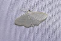 Idaea subsericeata