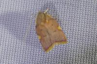 Carcina quercana