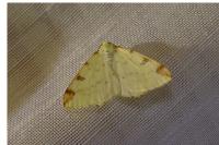 Opisthograptis luteolata