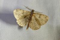 Peribatodes rhomboidaria