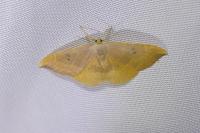 Watsonalla binaria