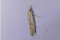 Agriphila geniculea