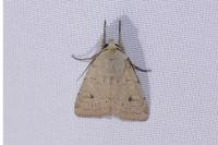 Xestia castanea