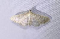 Patania ruralis
