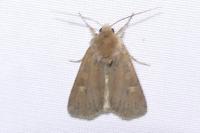 Xestia xanthographa