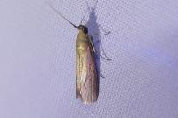 Oncocera semirubella