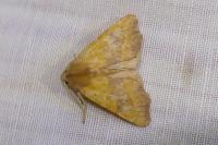 Atethmia centrago