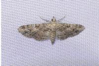 Gymnoscelis rufifasciata