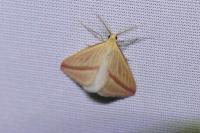 Rhodometra sacraria
