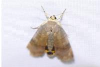 Noctua janthe/janthina