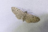 Eupithecia virgaureata