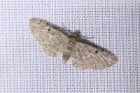 Eupithecia virgaureata