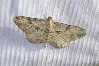 Peribatodes rhomboidaria