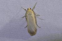 Katha depressa