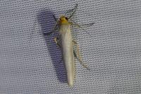 Eilema caniola