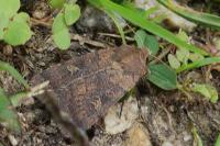 Xestia xanthographa
