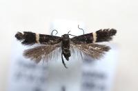 Aproaerema larseniella