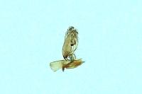 Aproaerema larseniella