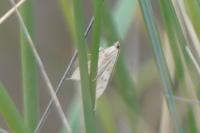 Antigastra catalaunalis