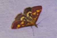 Pyrausta purpuralis