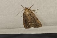 Amphipyra berbera/pyramidea