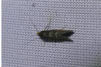 Incurvaria