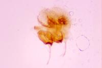 Aproaerema anthyllidella