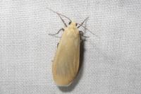Wittia sororcula