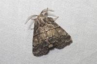 Gluphisia crenata