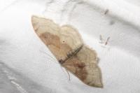 Idaea degeneraria