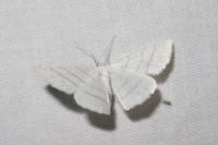 Cabera pusaria